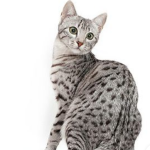 Egyptian mau kittens for sale
