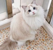 Ragdoll Kittens for Sale