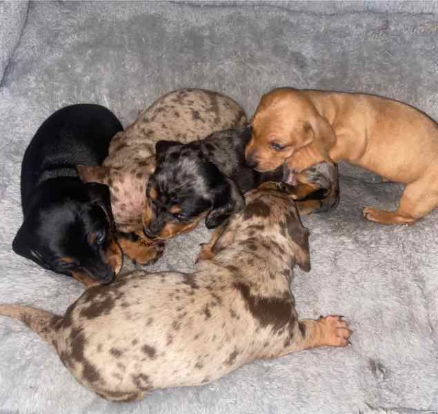males and females miniature dachshund puppies for sale