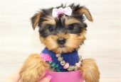Yorkie Puppies For a loving home