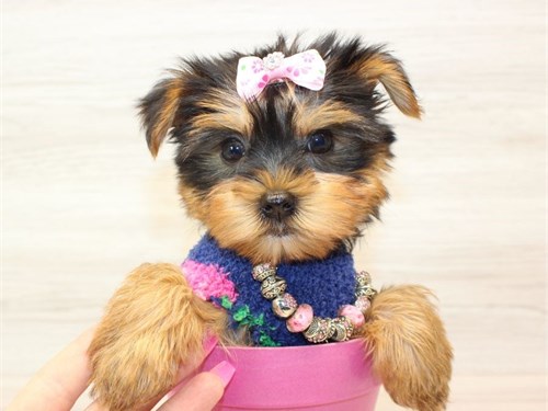 Yorkie Puppies For a loving home