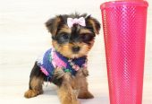 Yorkie Puppies For a loving home