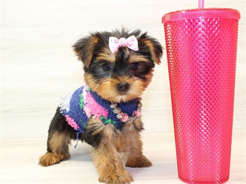 Yorkie Puppies For a loving home