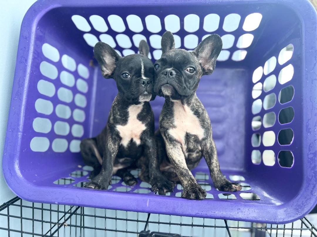 Two french bulldog for sale
