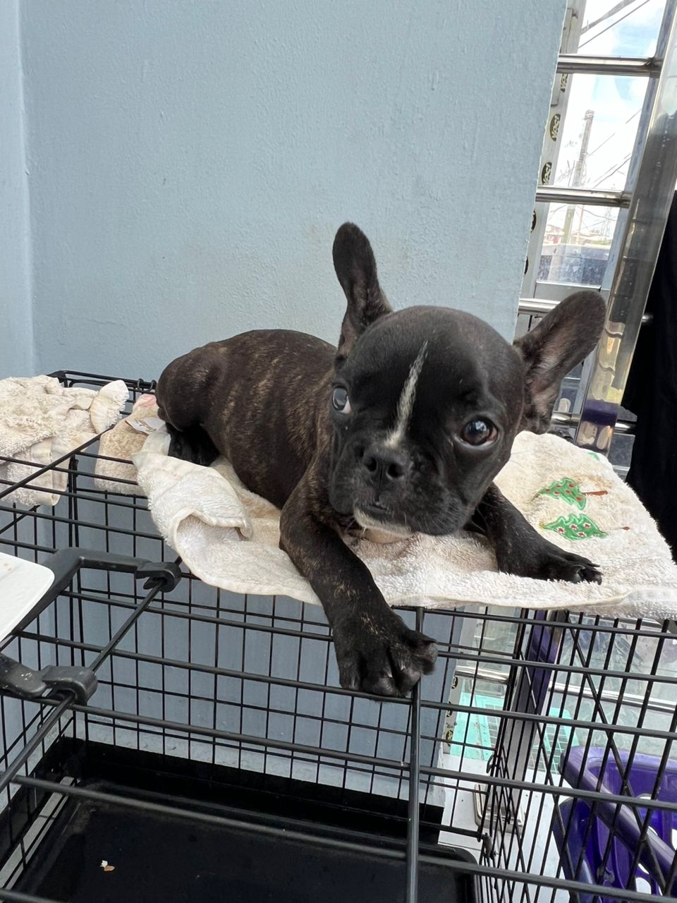 Two french bulldog for sale