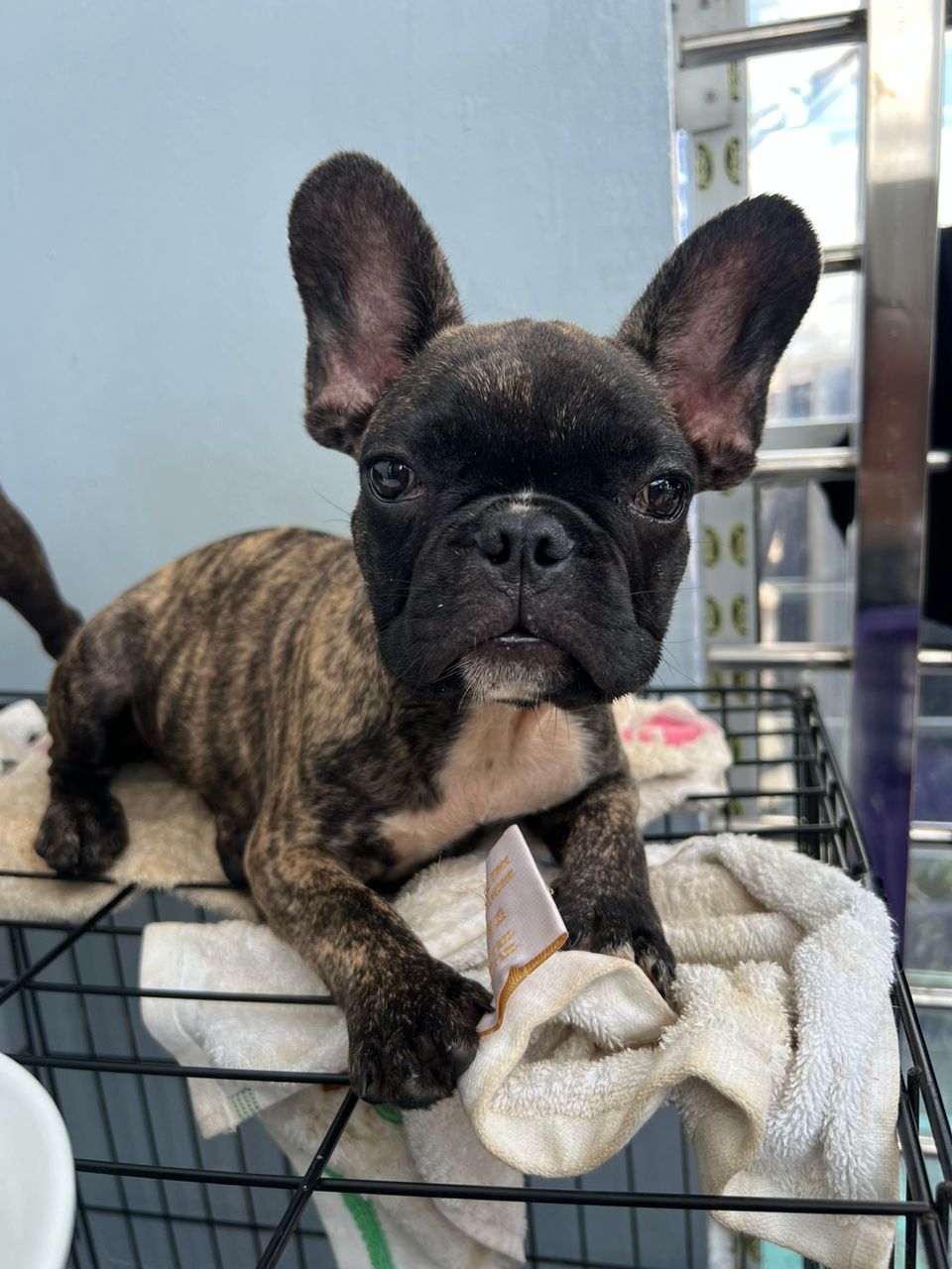 Two french bulldog for sale