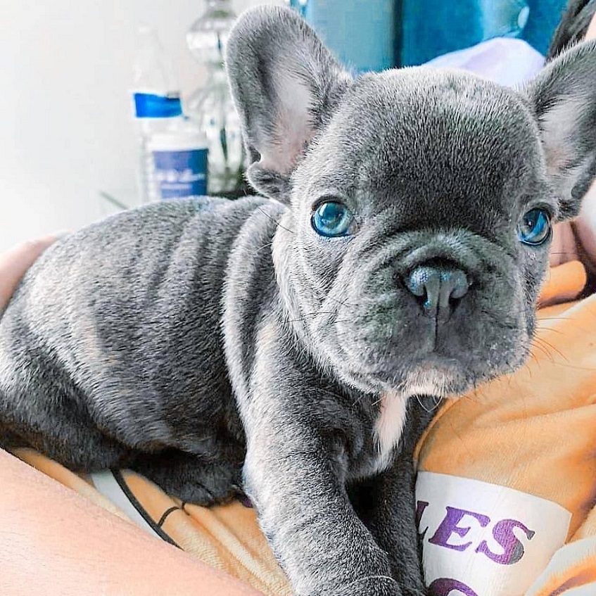 French bulldog puppies