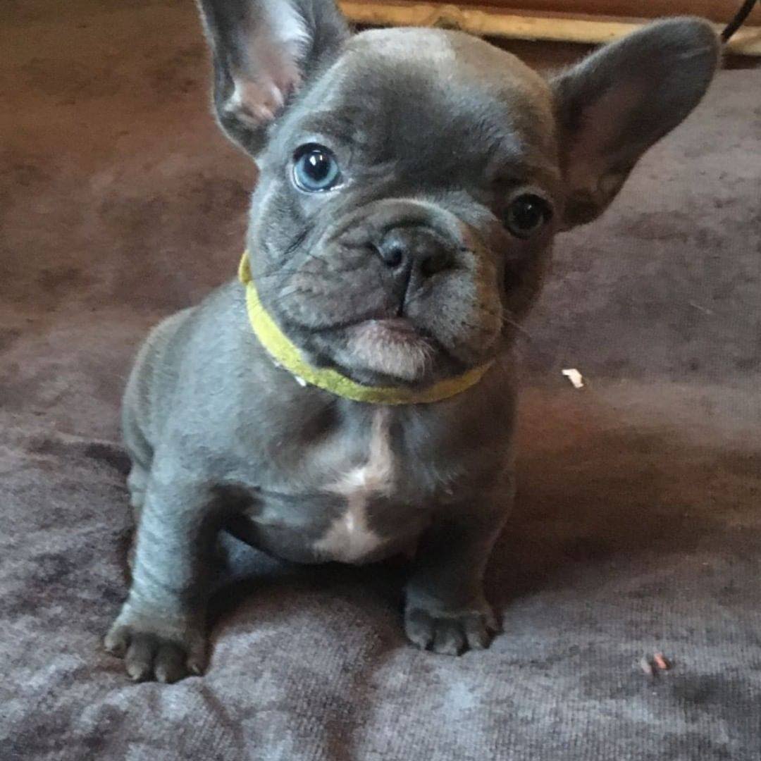 French bulldog puppies