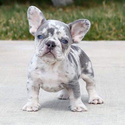 French bulldog puppies