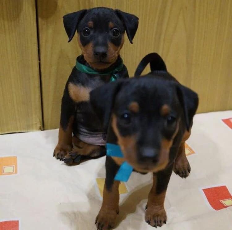Mini Dachshund puppies for sale