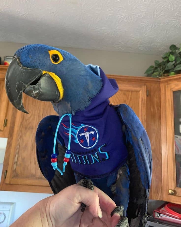 Superb hyacinth Macaw parrots
