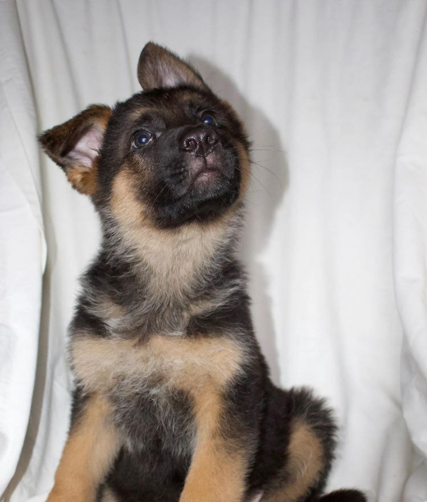 The Cutest German Shepherd Puppy – Ready for a Loving Home!