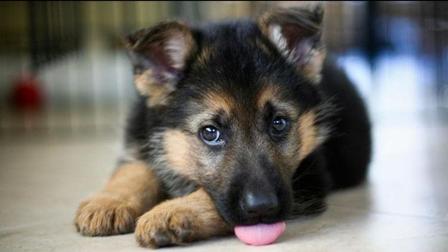 The Cutest German Shepherd Puppy – Ready for a Loving Home!
