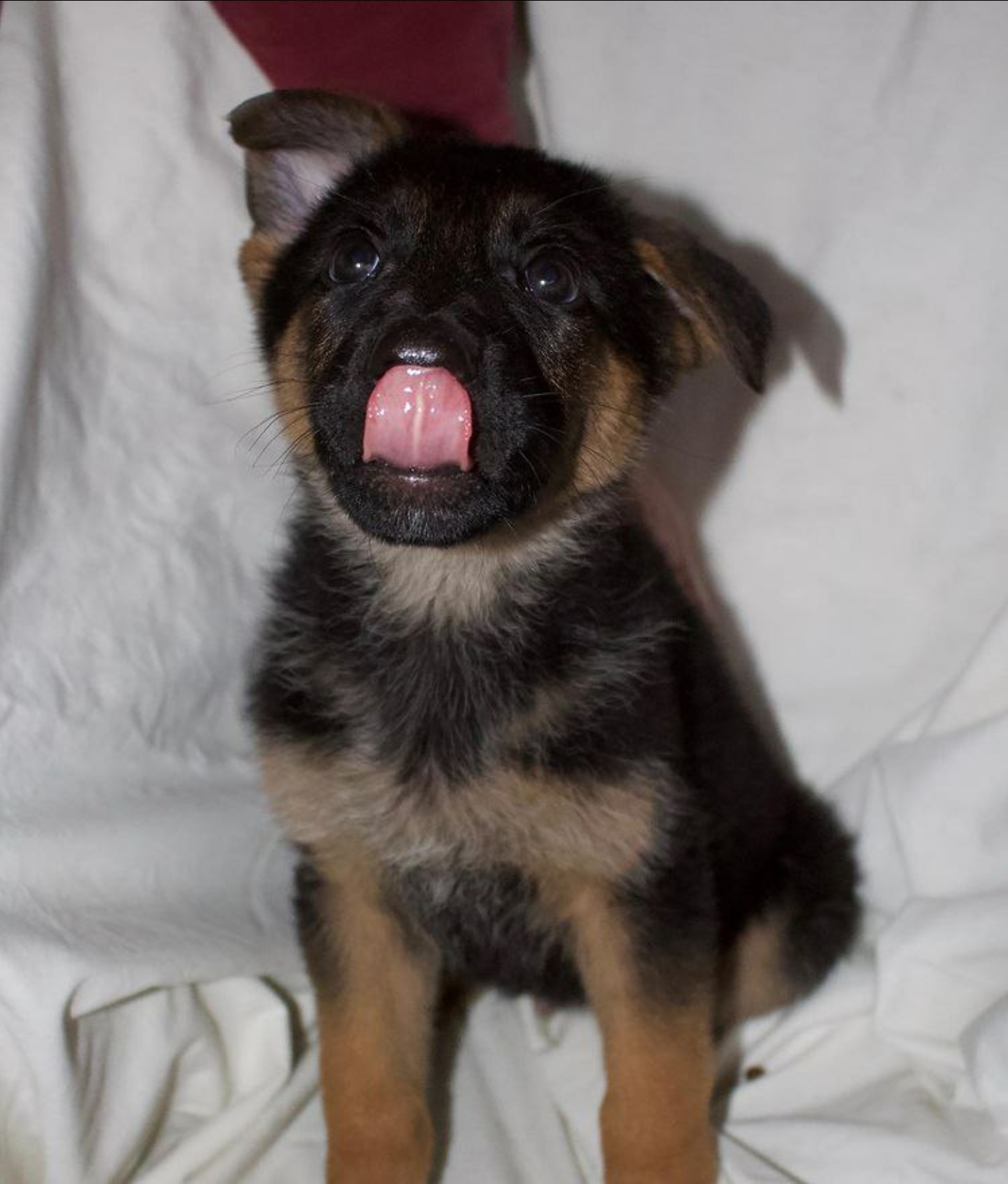 The Cutest German Shepherd Puppy – Ready for a Loving Home!