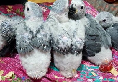 b91e0a7d76d9920d00ac2a5133ad1b75-1