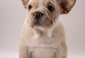 🐶 Charming French Bulldog Puppy for Sale – Your New Best Friend Awaits! 🐾