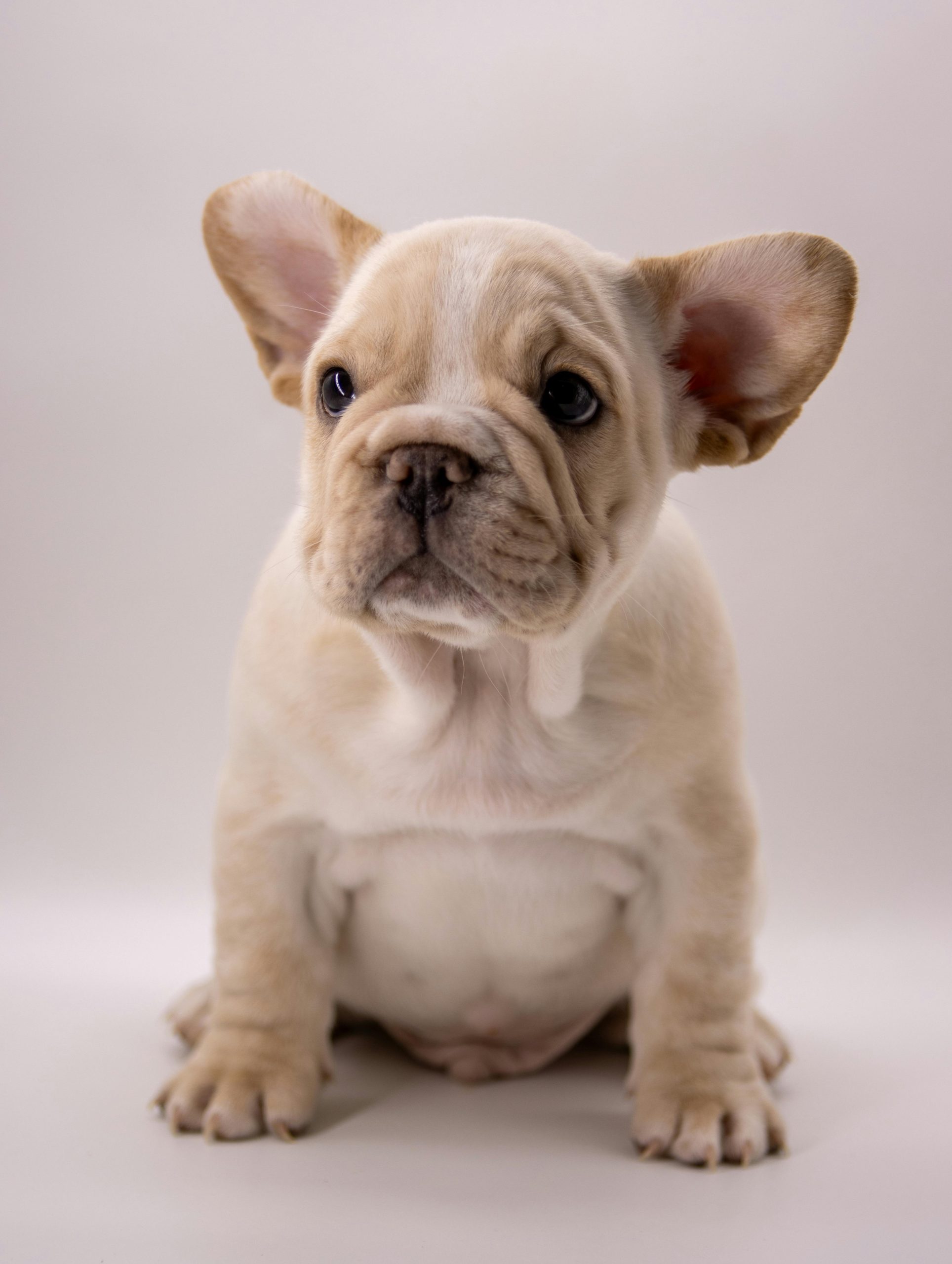 🐶 Charming French Bulldog Puppy for Sale – Your New Best Friend Awaits! 🐾