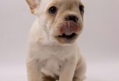 🐶 Charming French Bulldog Puppy for Sale – Your New Best Friend Awaits! 🐾