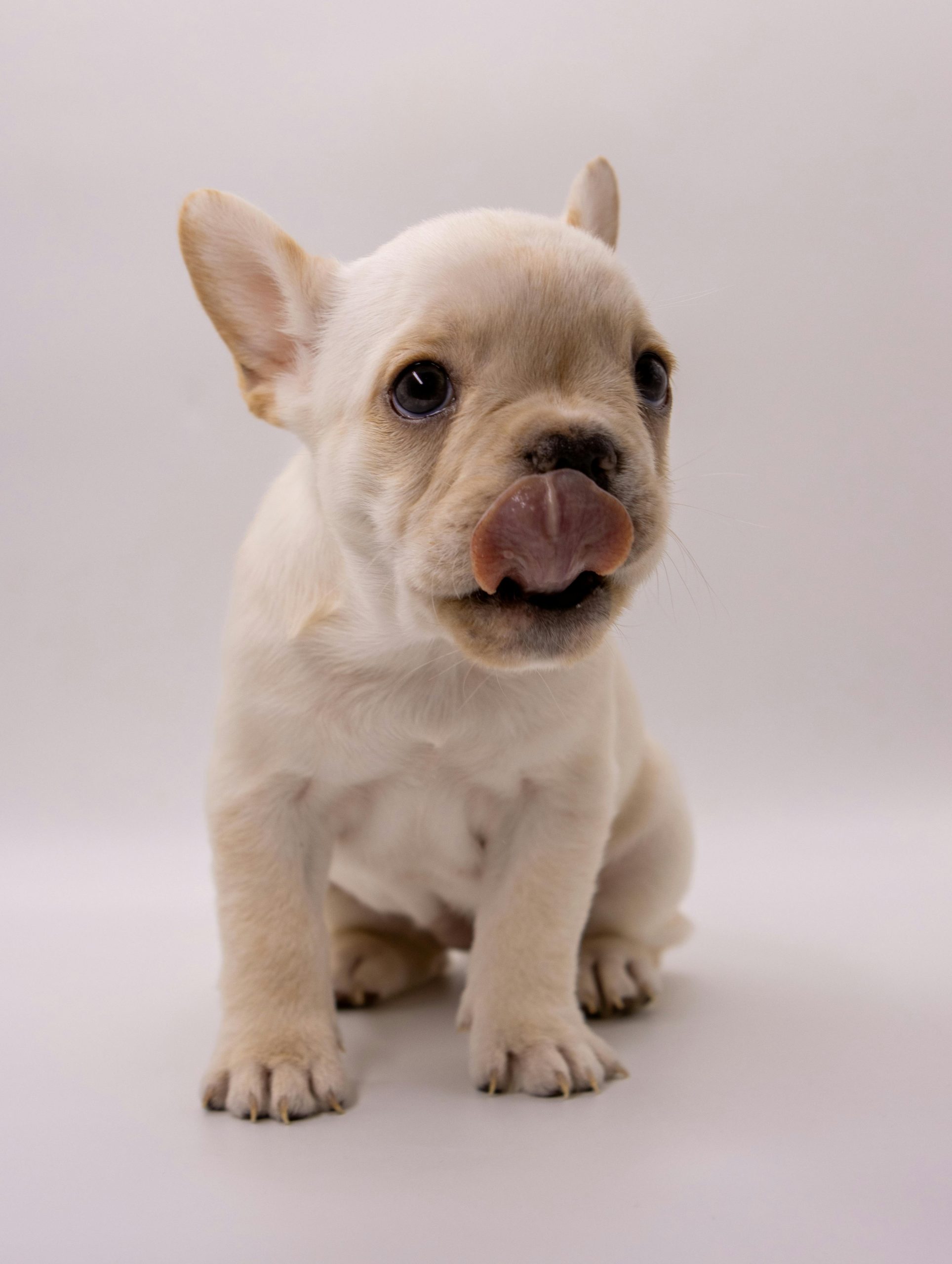 🐶 Charming French Bulldog Puppy for Sale – Your New Best Friend Awaits! 🐾