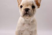 🐶 Charming French Bulldog Puppy for Sale – Your New Best Friend Awaits! 🐾