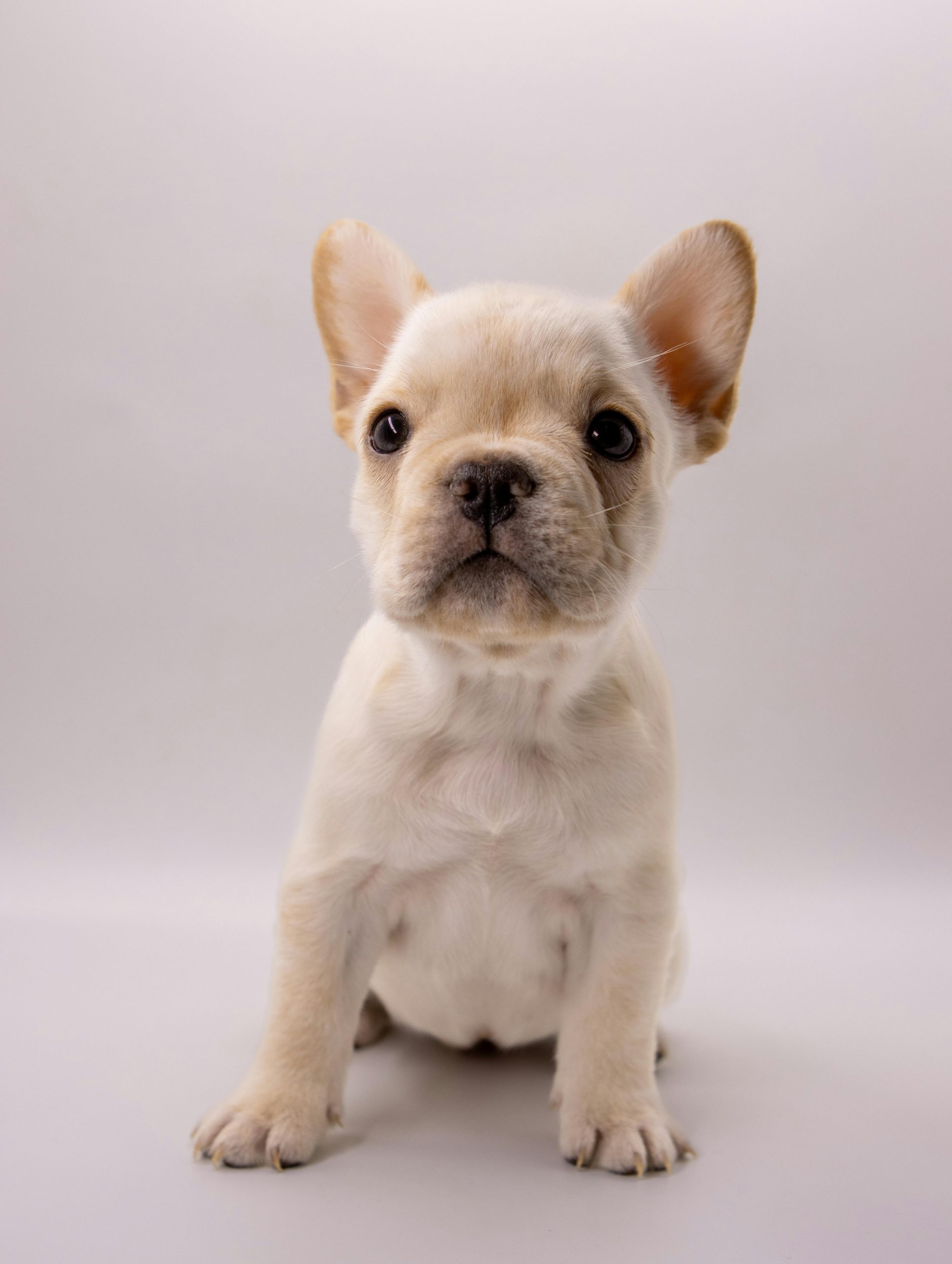 🐶 Charming French Bulldog Puppy for Sale – Your New Best Friend Awaits! 🐾