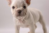 🐶 Charming French Bulldog Puppy for Sale – Your New Best Friend Awaits! 🐾