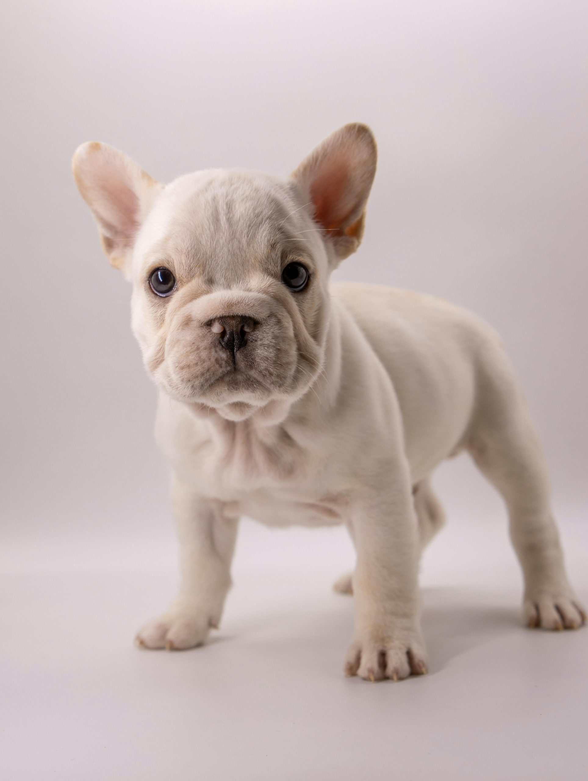 🐶 Charming French Bulldog Puppy for Sale – Your New Best Friend Awaits! 🐾
