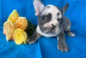 Male french bulldog puppy