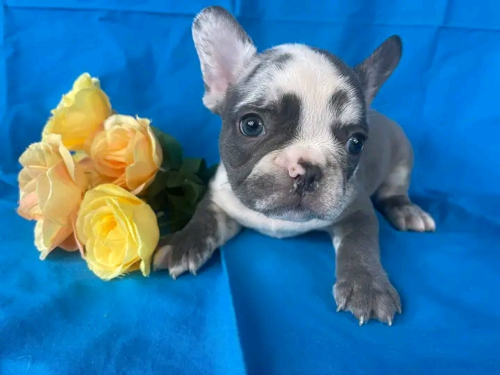Male french bulldog puppy