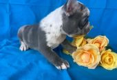 Male french bulldog puppy