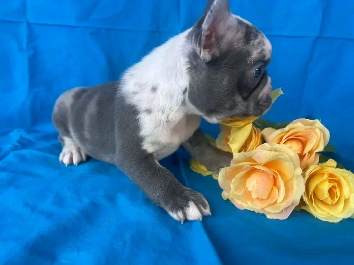 Male french bulldog puppy