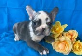 Male french bulldog puppy