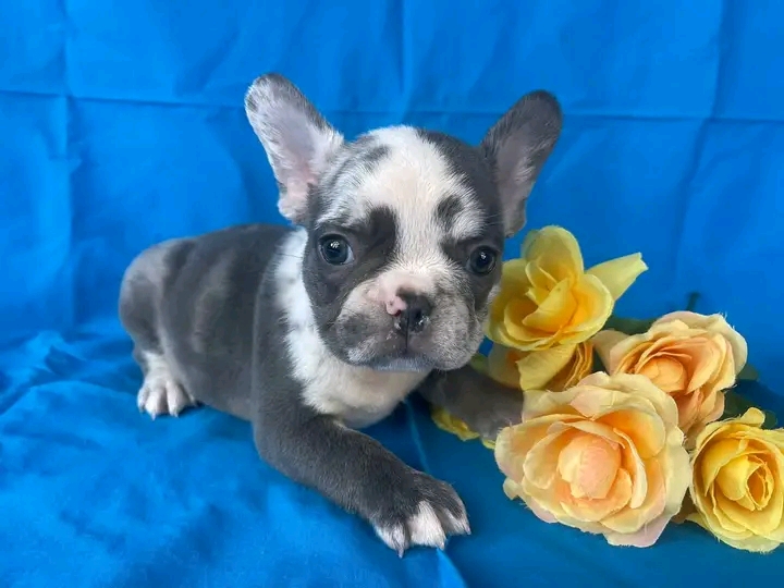 Male french bulldog puppy