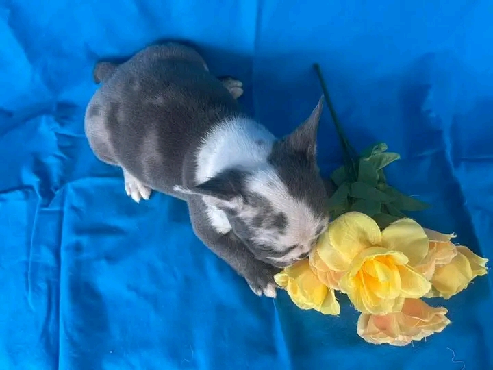 Male french bulldog puppy