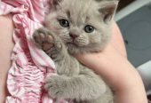 9weeks old healthy British Shorthair BSH