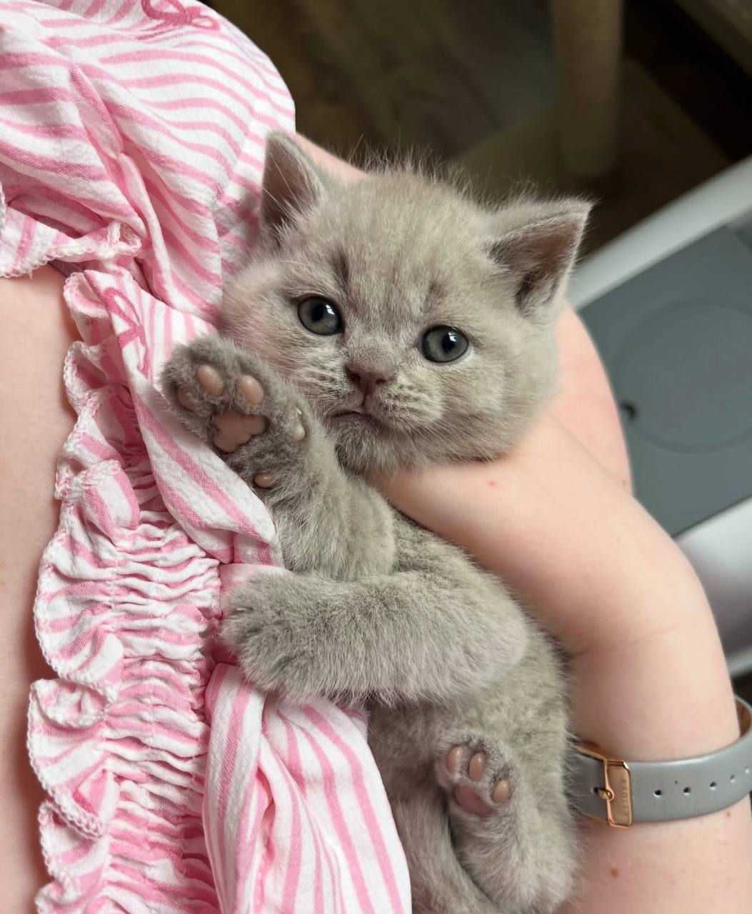 9weeks old healthy British Shorthair BSH