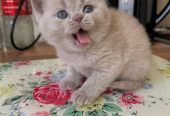 9weeks old healthy British Shorthair BSH