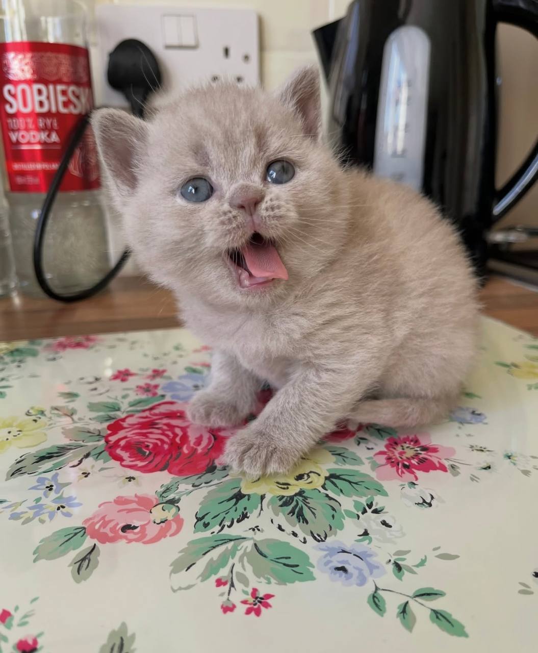 9weeks old healthy British Shorthair BSH
