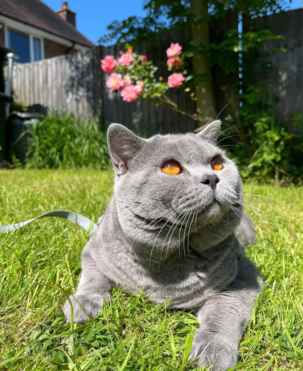 9weeks old healthy British Shorthair BSH