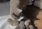 9weeks old healthy British Shorthair BSH