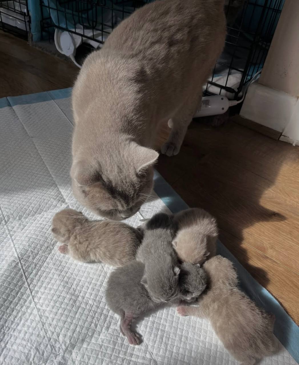 9weeks old healthy British Shorthair BSH