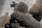 9weeks old healthy British Shorthair BSH