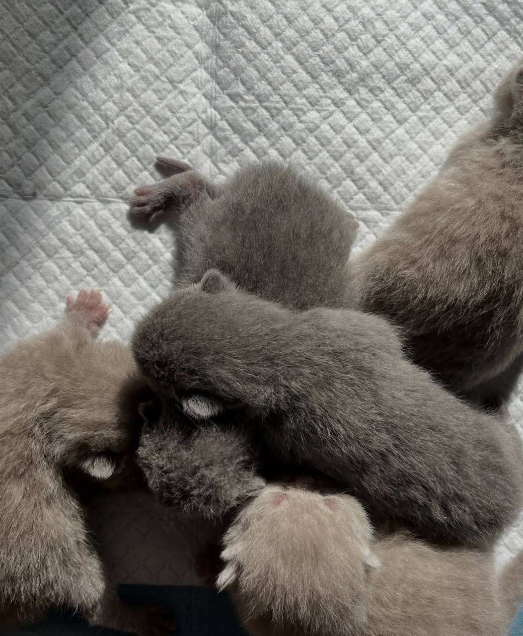 9weeks old healthy British Shorthair BSH