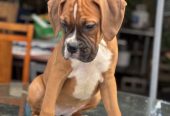 Boxer puppies