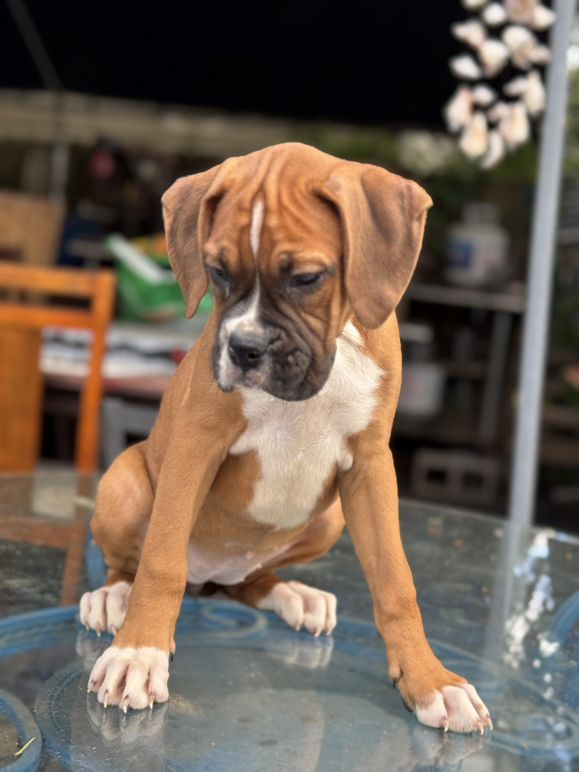 Boxer puppies